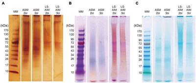 The ‘Shellome’ of the Crocus Clam Tridacna crocea Emphasizes Essential Components of Mollusk Shell Biomineralization